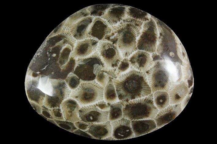 Polished Petoskey Stone (Fossil Coral) - Michigan #156080